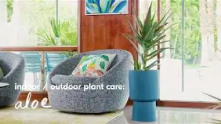 Indoor/Outdoor Plant Tips From The Sill: Aloe