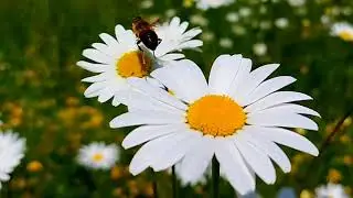 nature shots mobile | bees Slow motions bees 2022 | macro #macrophotography