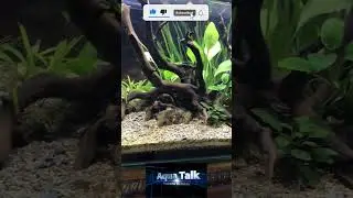 Nano tank - 1 for all home #shorts #shots #fish #aquarium #fishtank
