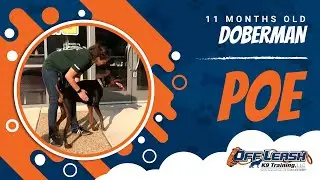 11 month old, Poe | Doberman Dog Training | Best Dog Trainers Virginia