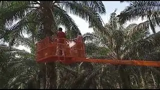 oil Palm bunch harvesting machine.