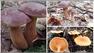 Imleria badia/Xerocomus badius final de colheita,  comestivel