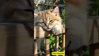The Fence Nap Balancing Act #youtubeshorts #cat #rainoundforsleep #sleepsounds #kitten #cute