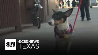 SPCA urges North Texans to bring pets inside in extreme cold