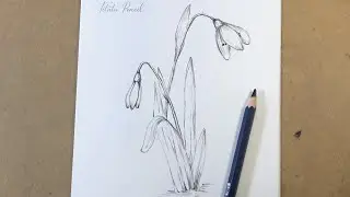 How to draw Snowdrop flower step by step easy | Pencil Drawing