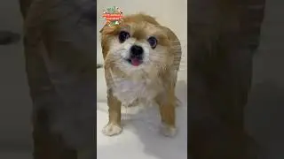 Pomeranian # 2 is so cute 2022 | Cute Animal Universe #cuteanimalsunveriseHD 1