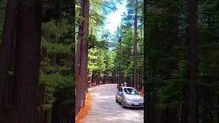 Kalam Usho Forest 🌲🌲🌲🕊🕊Swat Valley Pakistan 🇵🇰