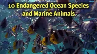 Endangered Ocean Species and Marine Animals