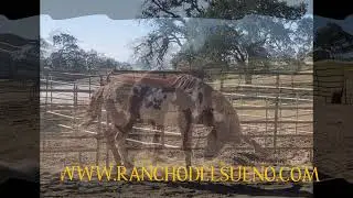 Rare Spanish Colonial Horses Need Your Help To Survive!