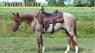 Metallic Pearl ~Private Treaty~ Cayley Wilson Performance Horses