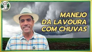 EXCESSO DE CHUVA NO CAFÉ: O QUE PODE DAR ERRADO NA LAVOURA?