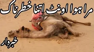 مرا ہوا اونٹ اتنا خطرناک|Dead camel is so dangerous
