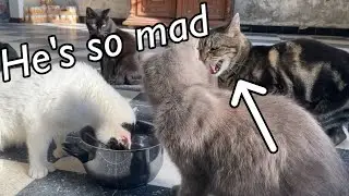 Привлекаю своих 8 кошек к мытью посуды.