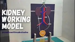 Science Project working model | Kidney Working Model with cardboard #biology crafts with Nakul Sahu 
