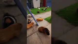 They're not daft! They know where the food comes from!  #cavy #caviesoftiktok #guinea_pig #cavylove