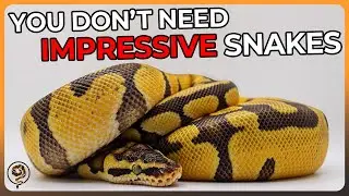 This is how you sell Ball Pythons at a Show! - Step 3 is Critical