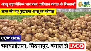 03/01/2026 : बंगाल की चमकाईतला का आज का आलू का भाव | New Potato Price in West Bengal - India Potato