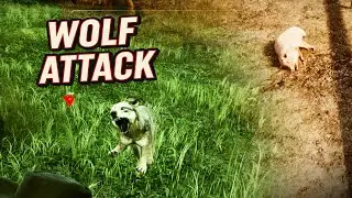 Wolf Attacks, Egg Treasure trove and a tragic pig story. [Ep.2 - Ranching with no idea]