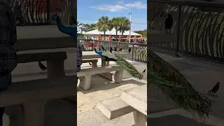 Even The Peacocks Beg For Food in Florida #travel #vlog #shorts #funny #evergladesnationalpark