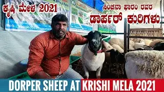 DORPER SHEEP from Sinchanaa Farms at Krishi Mela 2021 Bangalore Karnataka | Everything About Dorper