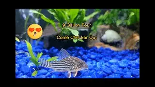 9 Gallon Tank Tour