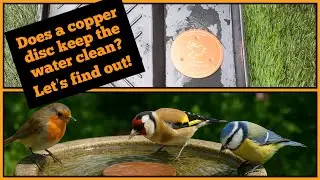 Does a copper purification disc really keep your garden bird bath clean? Let&rsquo;s find out 