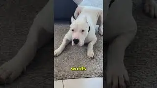 Why Dogs Act Serious When You Talk