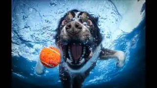 Pictures of Dogs Chasing Balls Underwater