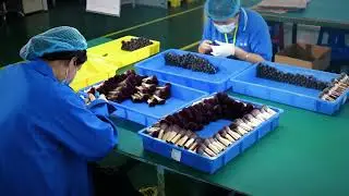 PRINCESS BEAUTY LIMITED | Professional Makeup Brush & Sponge Factory