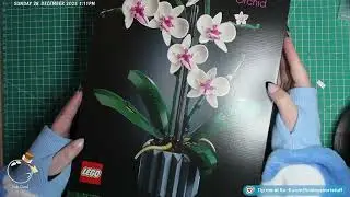 Orchid a bloomin