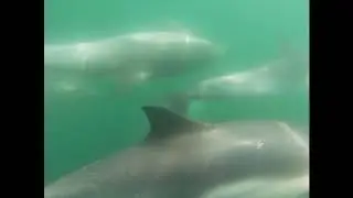 DOLPHINS CAME TO THE BOAT!