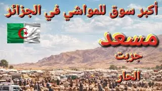 مسعد فيها أكبر سوق للمواشي في الجزائر 🇩🇿 و جربنا الحار 