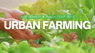 KEBUN SEMPIT Cepat Rimbun & Panen Tiap Hari! 10 IDE Tanaman COCOK di Lahan Minim (URBAN FARMING!)