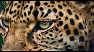 Feline Instinct Unleashed: 888Hz & The Python's Grip on Abundance