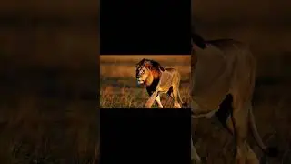 King of the Savannah 🦁  The Lion&rsquo;s Majesty