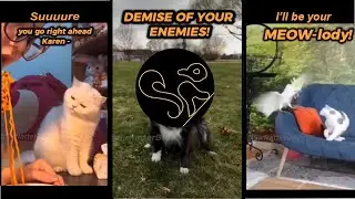 The FUNNIEST Animal Mashup Voiceover Videos! | Hilarious New Weekly Extras Compilation 2025 | Ep.4