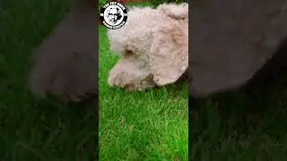 Is Grass REALLY Okay for Dogs? Debunking Myths with Warren Eckstein! #animalbehaviorist