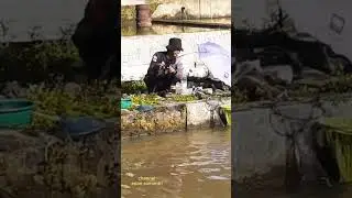 Hiburan mancing ikan bawal #shortvideo #boronganmancing 