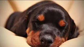 Serene Snoozing: Embracing Ultimate Canine Comfort 🐾💤#doberman#doglover#care#dogantics#ytshorts