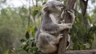 10 Wild Animals in Queensland