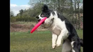 VERY FUNNY DISC DOGS &bull; JIMMYJUMPNJIVE