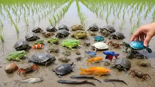 mazing POV Rice Field Catching Fish Frogs Turtles | Survival Village Life