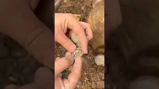 we found a real treasure #metaldetector #treasuresearch #experiment #treasure #discover