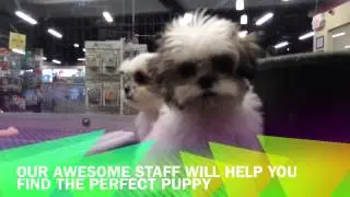 THE TOP DOG STORE July 25, 2015