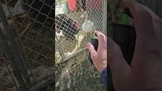 Primos Turkey Call Test #primos #turkeycall