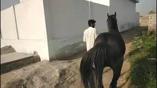 Biggest horse breeding farm in ! Indonesia _ Unbelievable Horse Mating Power #HorseMating #Horsepiwe