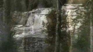 David DuBay Networks | Deep Forest Novel 