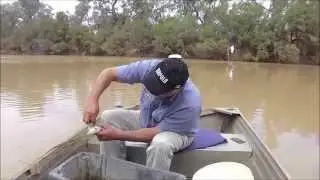 Netting jade perch on the Barcoo River