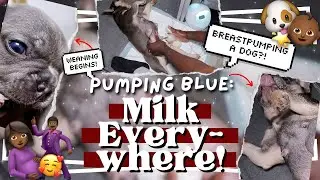 4-Week-Old Frenchie Puppies: BREASTPUMPING MOM, Weaning Begins & Pro Puppy Photoshoot Hacks!