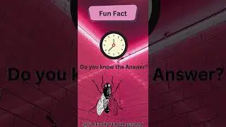 How Long Does the Average House Fly Live?